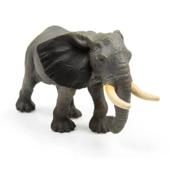 African Elephant
