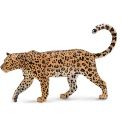 African Leopard