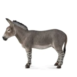 African Wild Ass