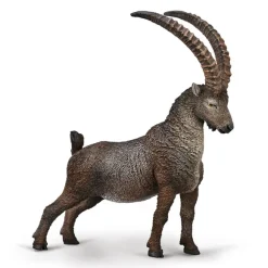Alpine Ibex
