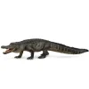 American Alligator