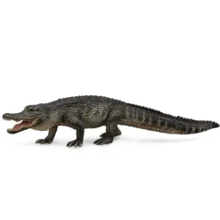 American Alligator