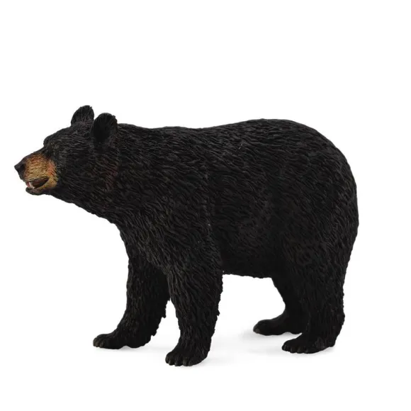 American Black Bear