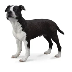 American Staffordshire Terrier