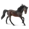 Andalusian Stallion Bay