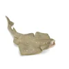 Angel Shark