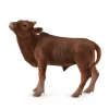Ankole Watusi Calf