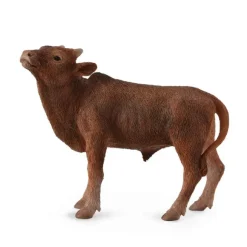 Ankole Watusi Calf