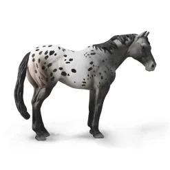 Appaloosa Blue Roan