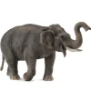 Asian Elephant