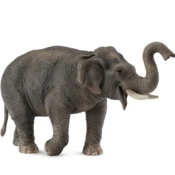 Asian Elephant