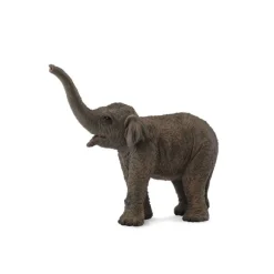 Asian Elephant Calf