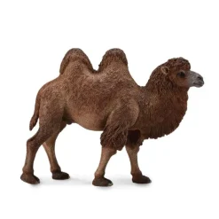 Bactrian Camel