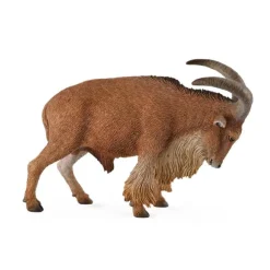Barbary Sheep