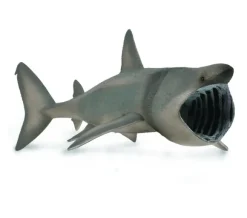 Basking Shark