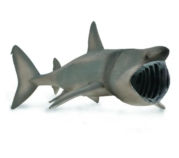 Basking Shark