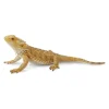 Bearded Dragon Lizard