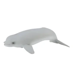 Beluga Calf