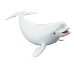 Beluga Whale