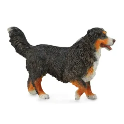 Bernese Mountain Dog