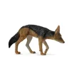 Black Backed Jackal