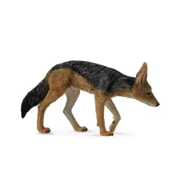 Black Backed Jackal