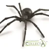 Black Widow Spider