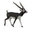 Blackbuck