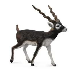 Blackbuck