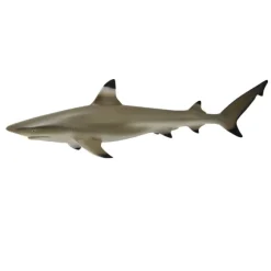 Blacktip Reef Shark