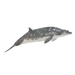 Blainville'S Beaked Whale