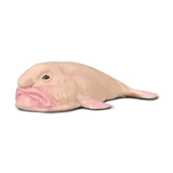 Blobfish