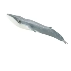 Blue Whale