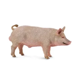 Boar