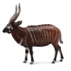 Bongo Antelope