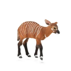 Bongo Calf