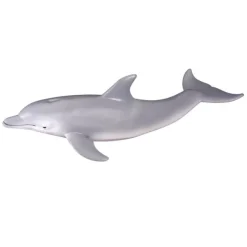 Bottlenose Dolphin