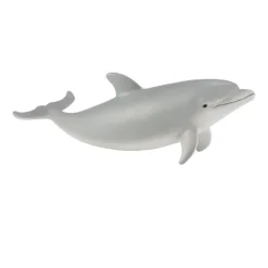 Bottlenose Dolphin Calf