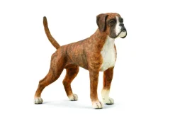 Boxer