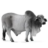 Brahman Bull