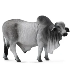 Brahman Bull