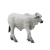 Brahman Calf