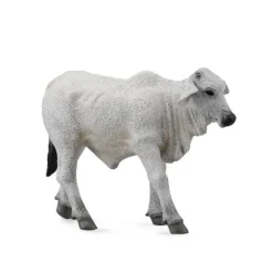 Brahman Calf