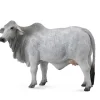 Brahman Cow