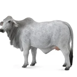 Brahman Cow