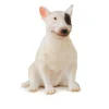 Bull Terrier Female
