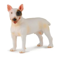 Bull Terrier Male