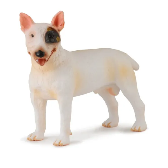 Bull Terrier Male