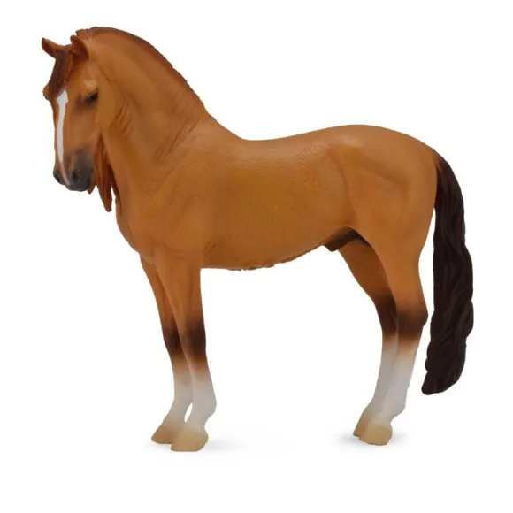 Campolina Stallion Red Dun