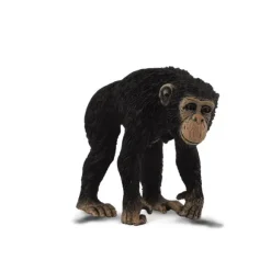 Chimpanzee Female